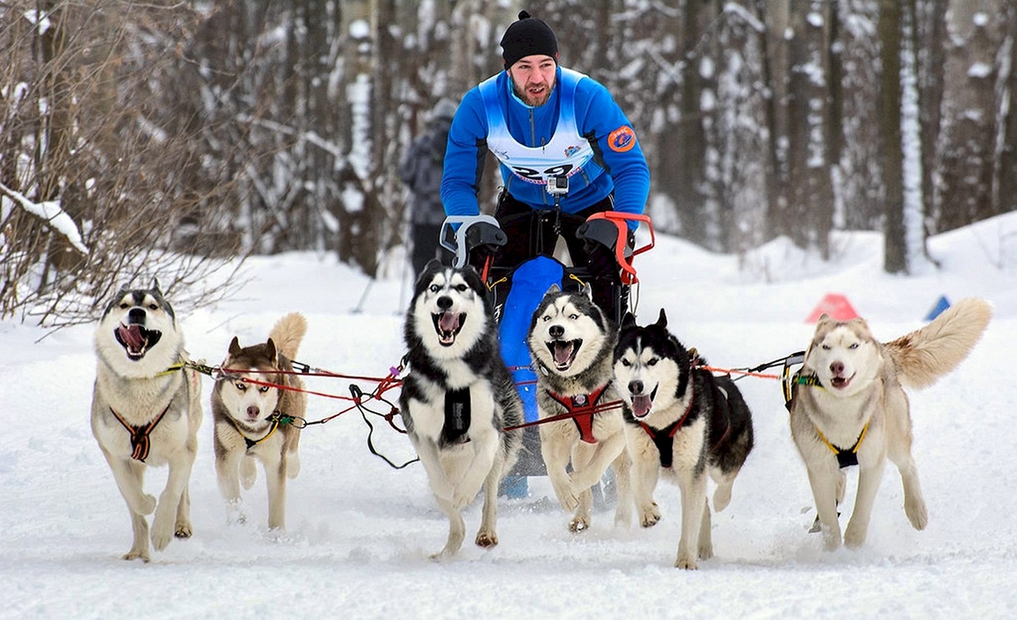 Хаски ездовой спорт