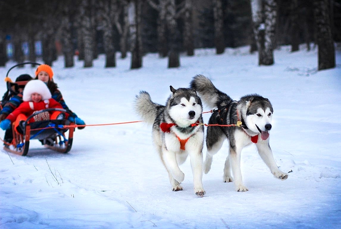 Нарты для хаски