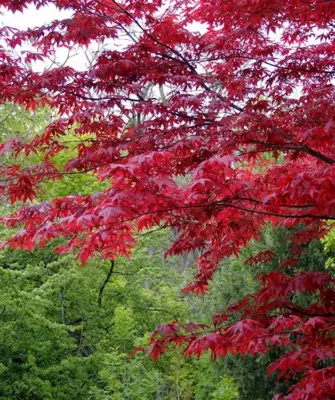 Acer japonicum клен