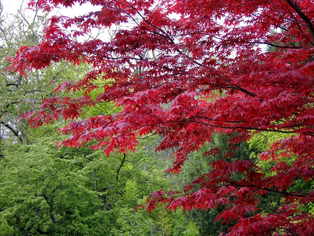Acer japonicum клен