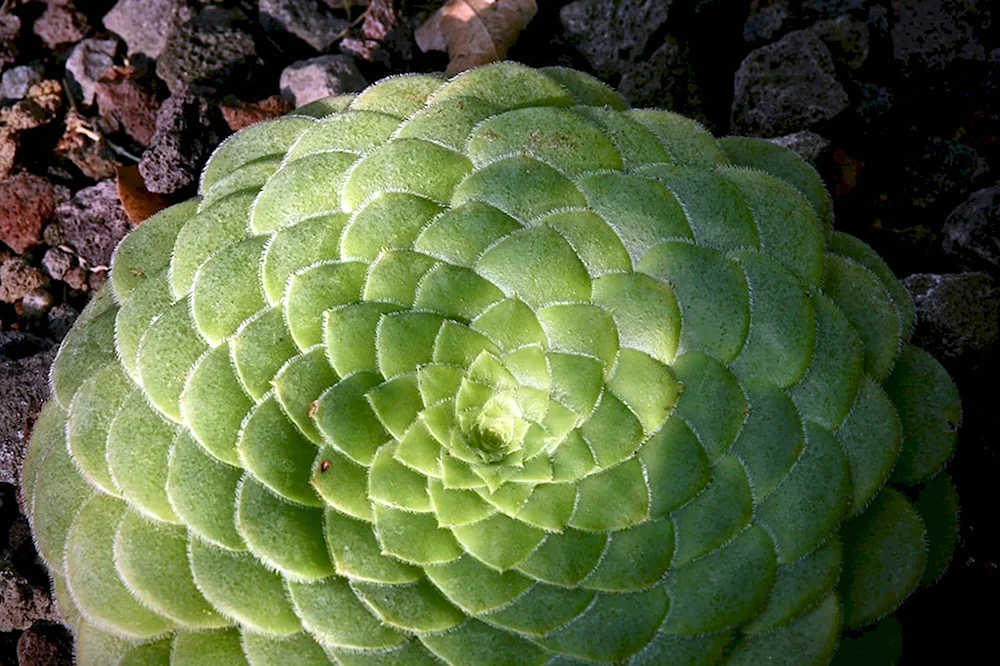 Aeonium tabuliforme