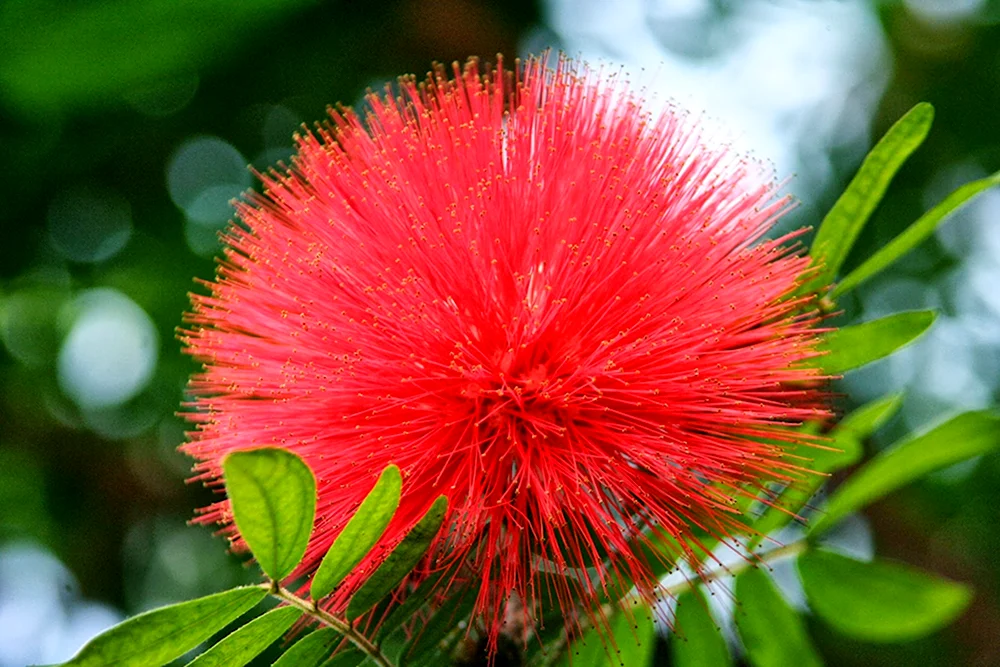 Альбиция ленкоранская - Albizia julibrissin