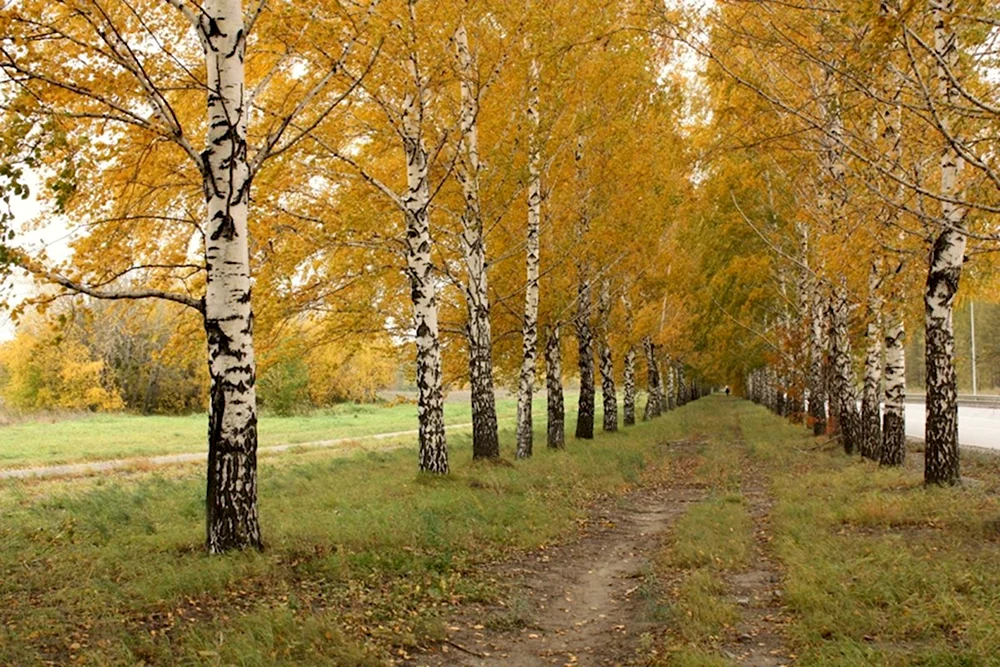 Аллея в березовой роще