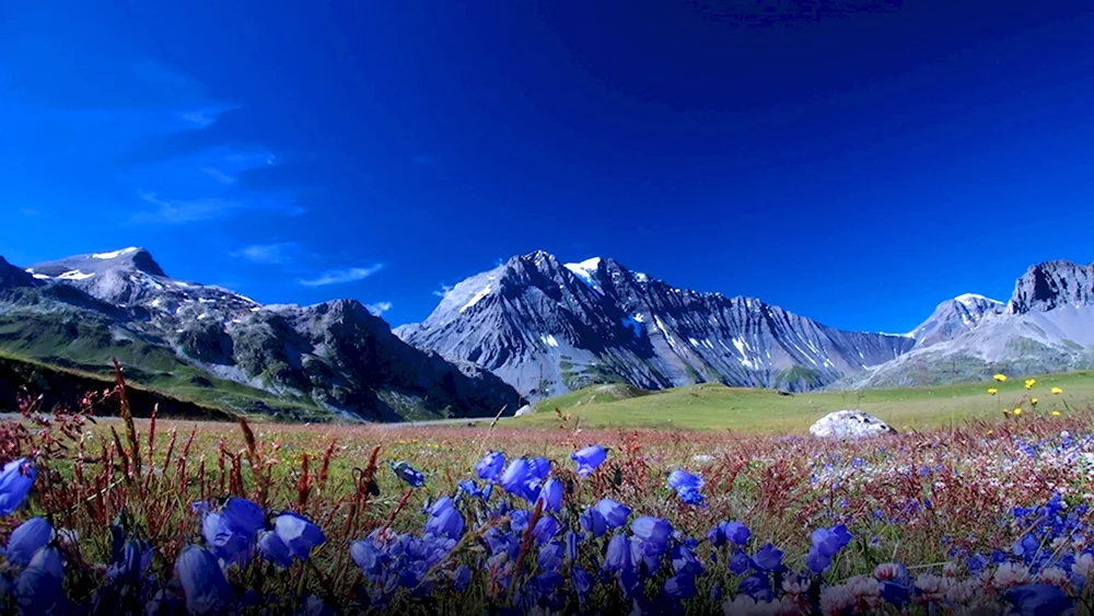 Альпийские Луга Тянь Шаня