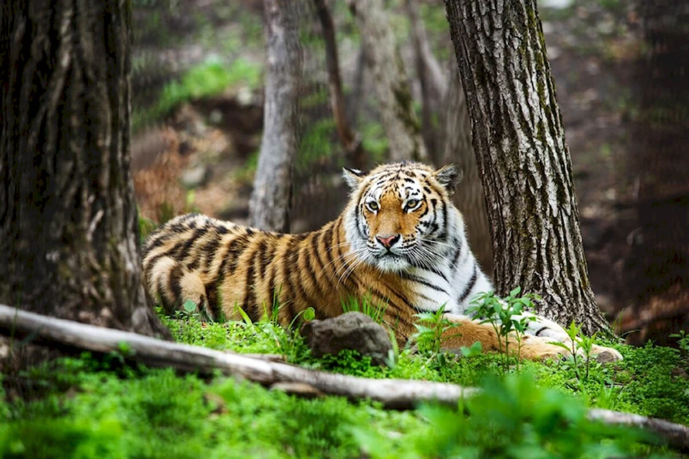Амурский тигр Сихотэ-Алинь
