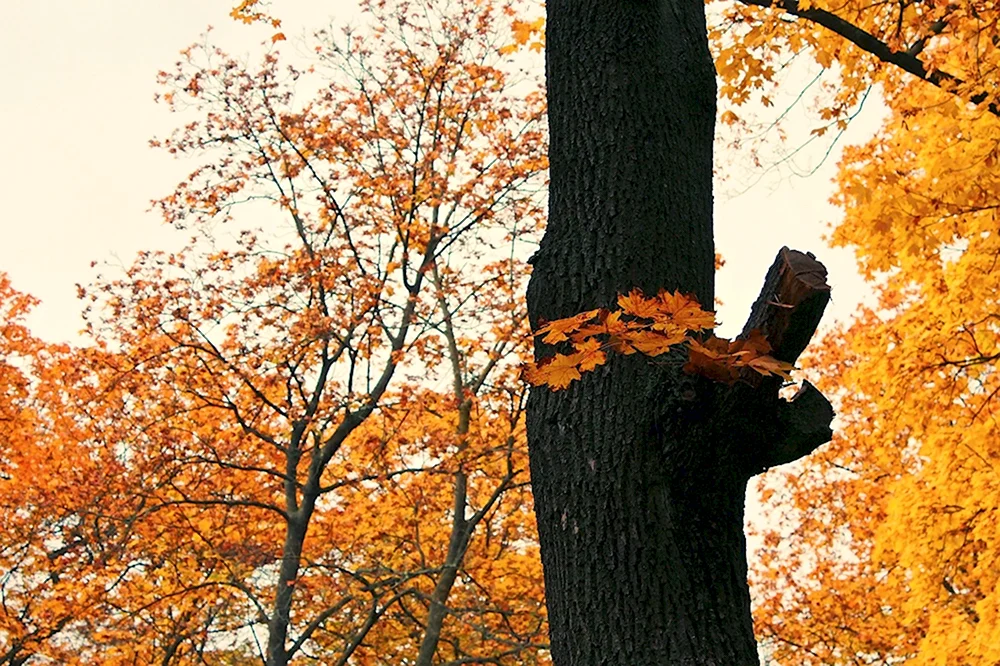 Autumn time