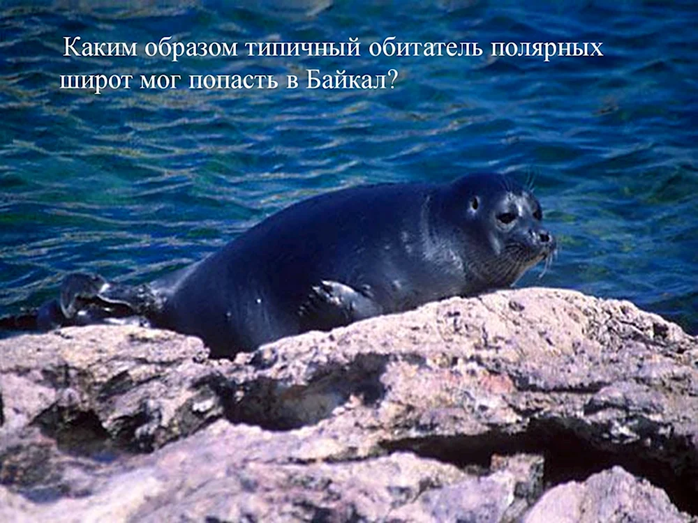 Байкал Нерпа омуль