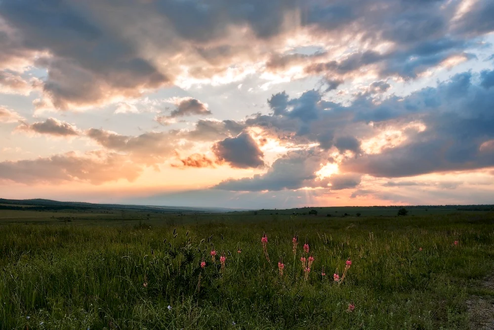 Барабинская степь