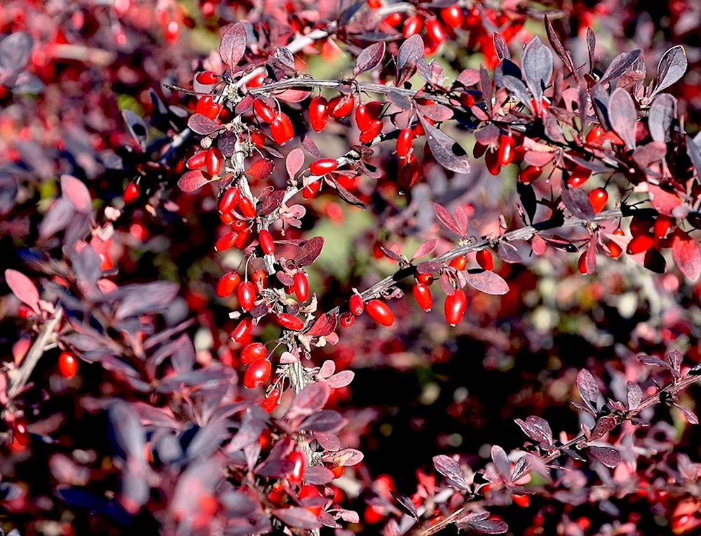 Барбарис обыкновенный Berberis vulgaris