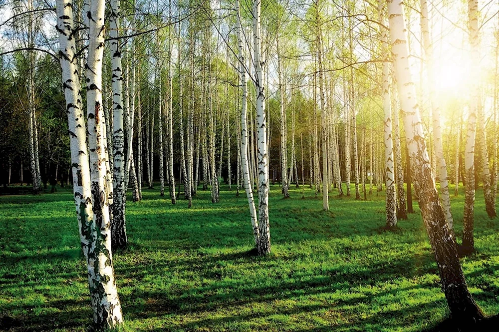 Береза