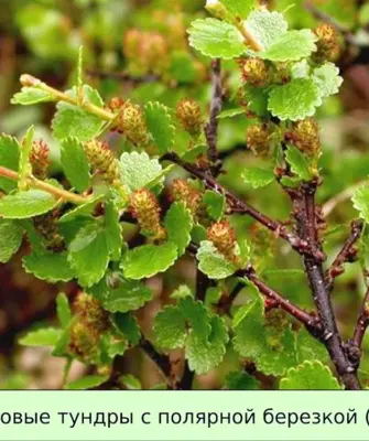 Береза карликовая Betula Nana
