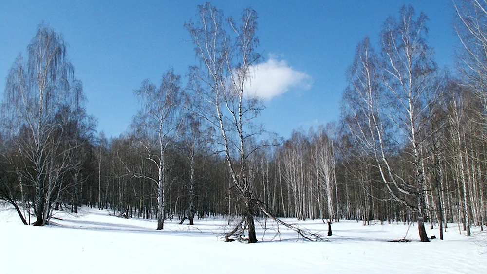 Береза зима