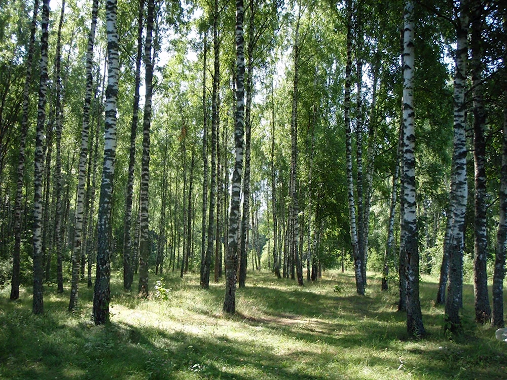 Берёзовая роща Калуга