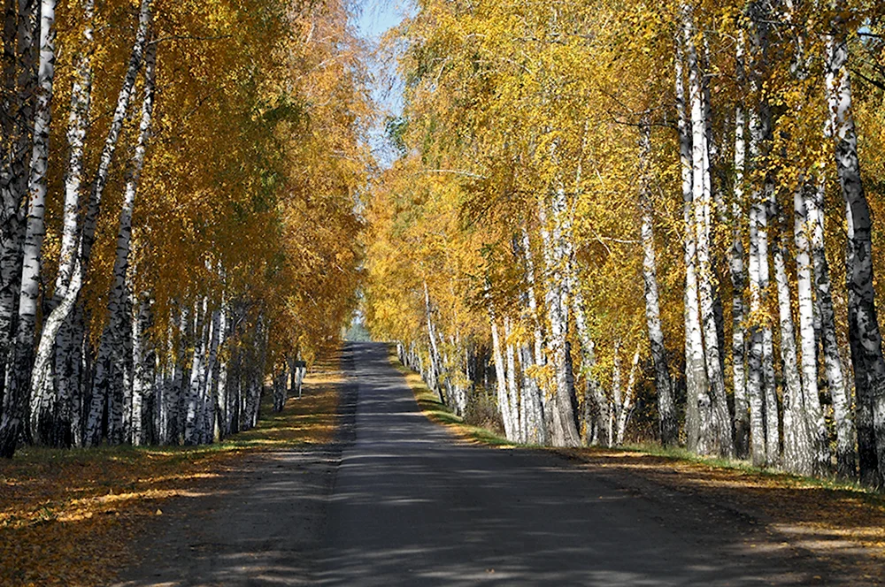 Березовая роща Кемерово