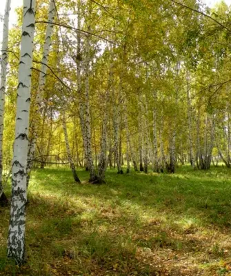Березовая роща Омск