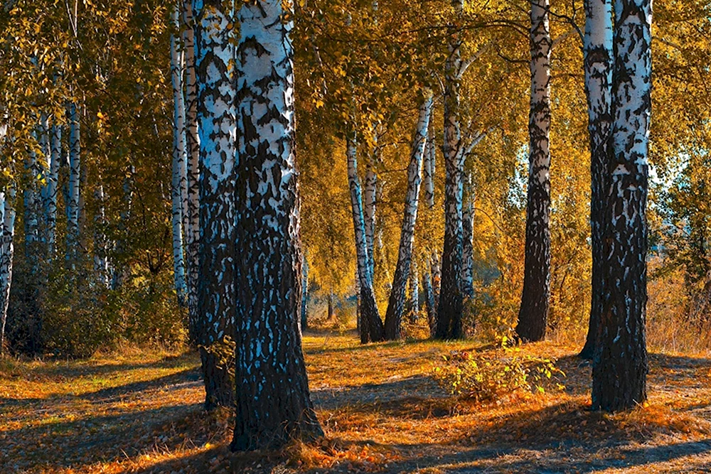 Березовый лес осенью