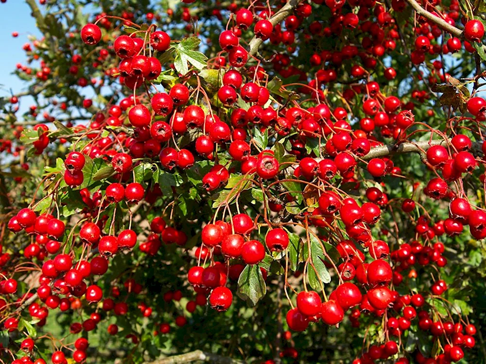 Боярышник Арнольда Crataegus arnoldiana