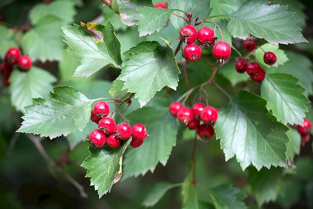 Боярышник Сибирский Crataegus sanguinea