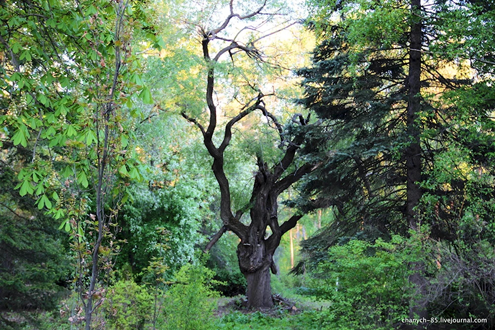 Ботанический сад Самара