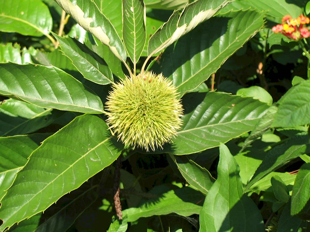 Castanea pumila