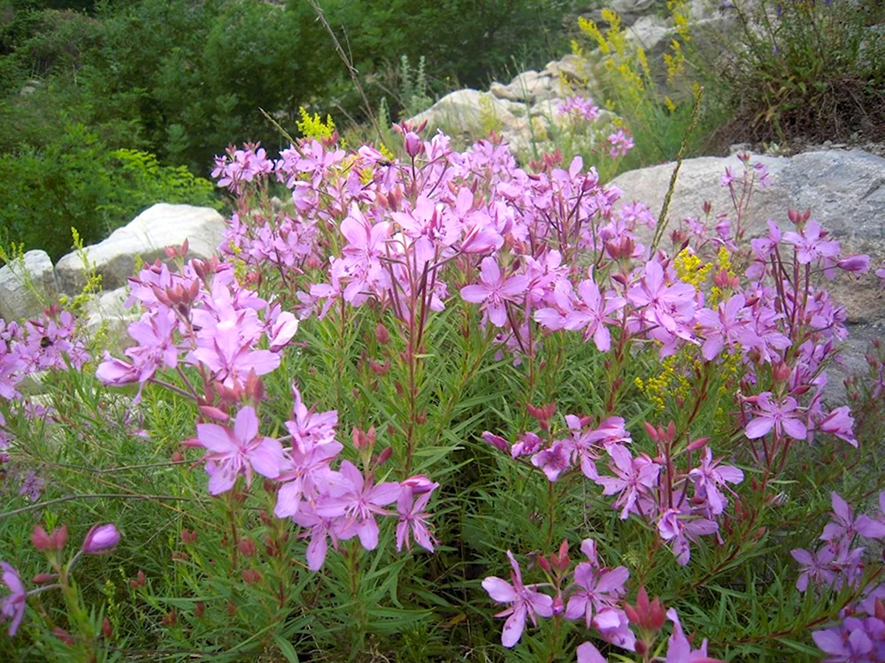 Chamaenerion Colchicum