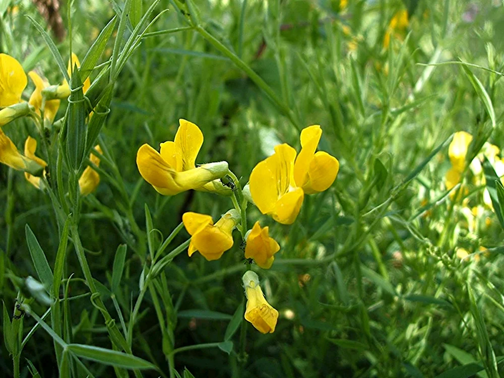 Чина Луговая Lathyrus pratensis