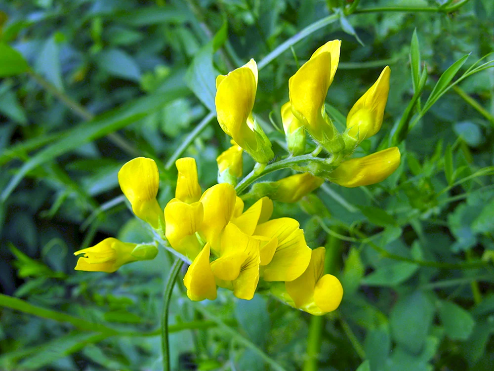 Чина Луговая Lathyrus pratensis
