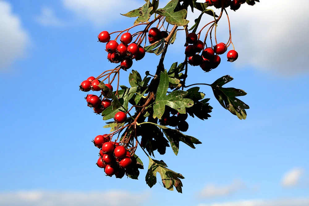 Crataegus Hawthorn