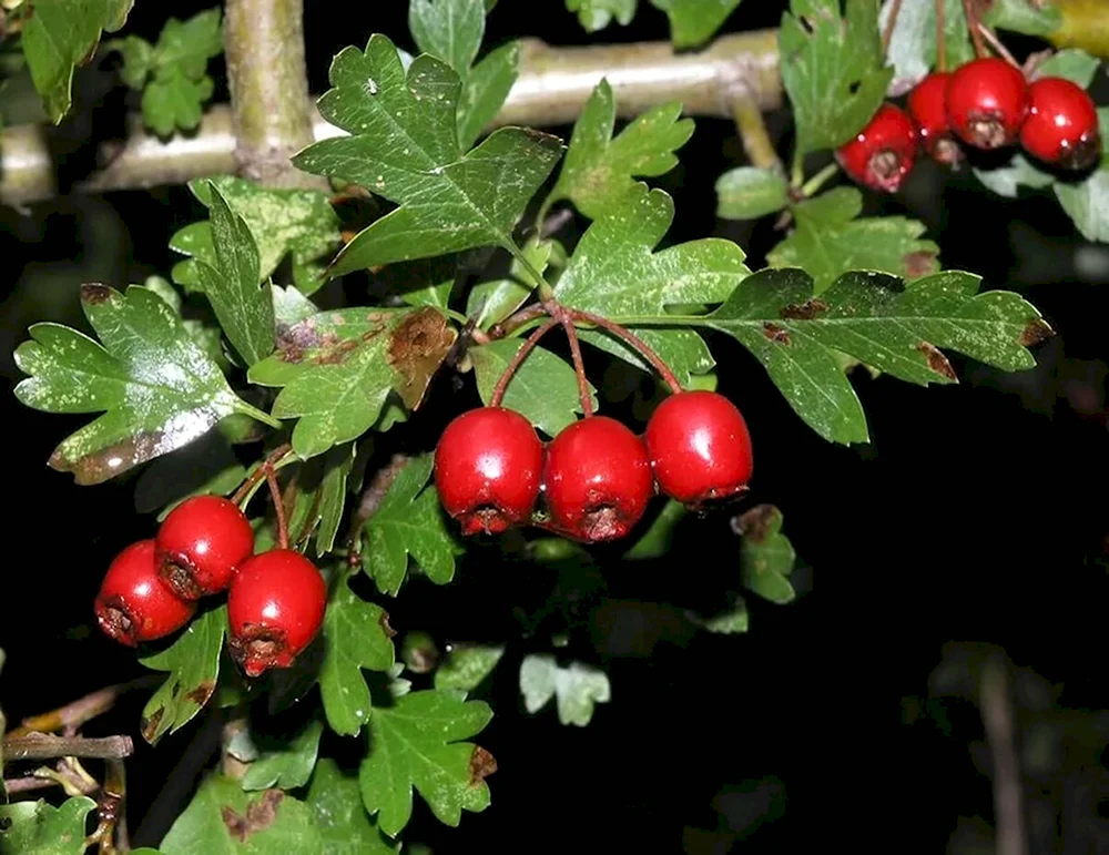Crataegus monogynaбоярышник