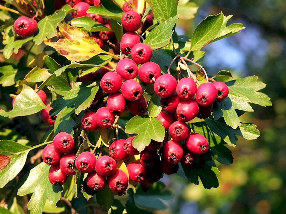 Crataegus oxyacantha