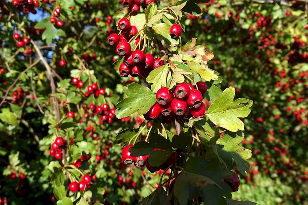 Crataegus persimilis