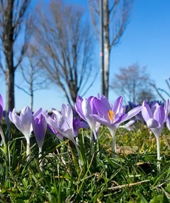 Crocus Imperati