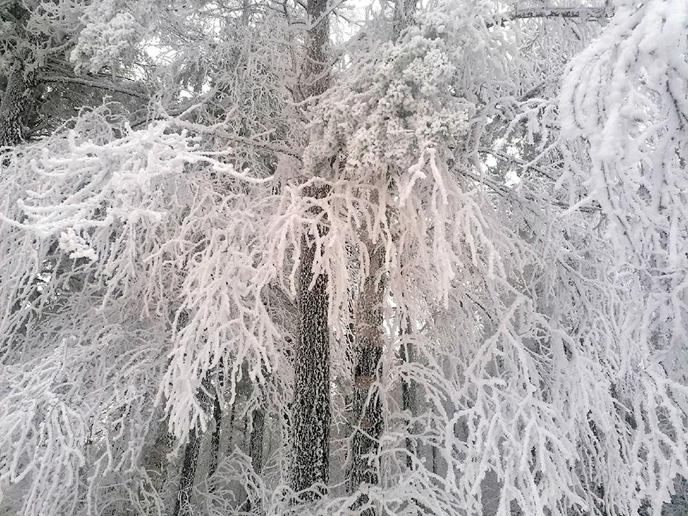 Деревья в зимнем лесу