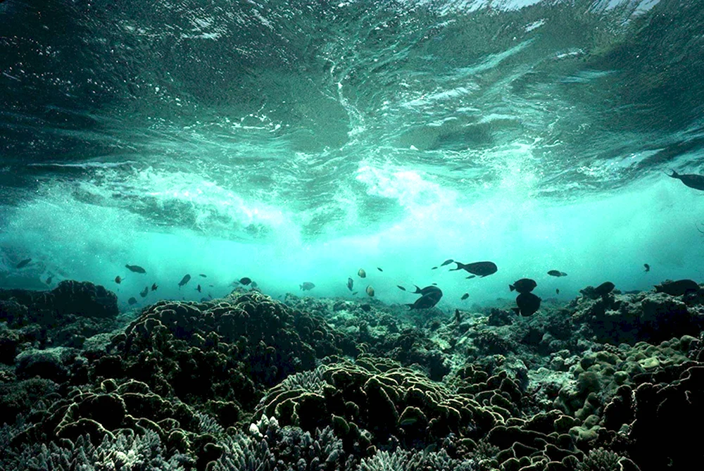 Дно черного моря сероводород