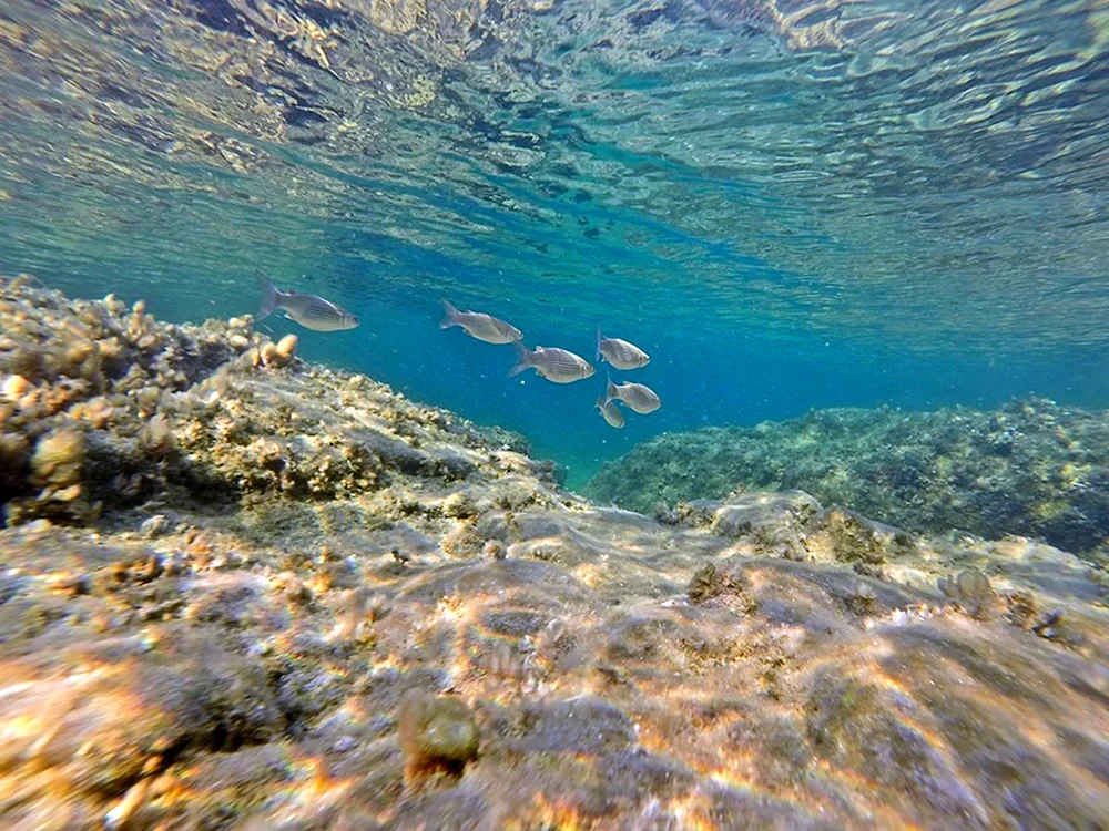 Дно Средиземного моря Турция