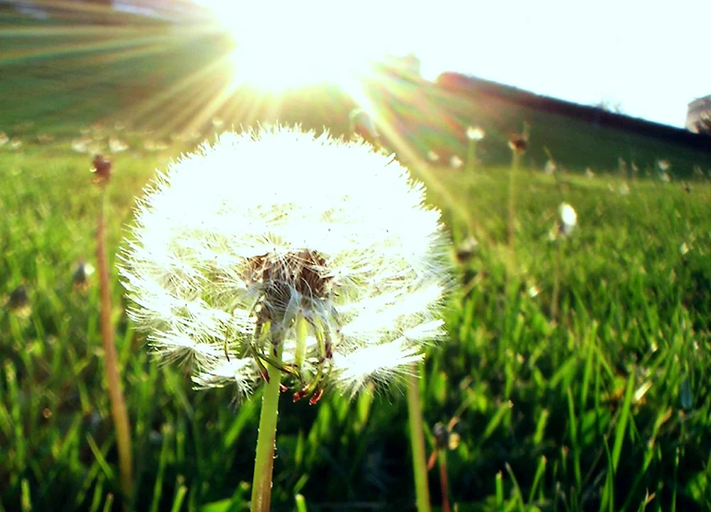 Доброе утро одуванчики