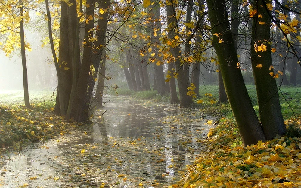 Дождь осенью