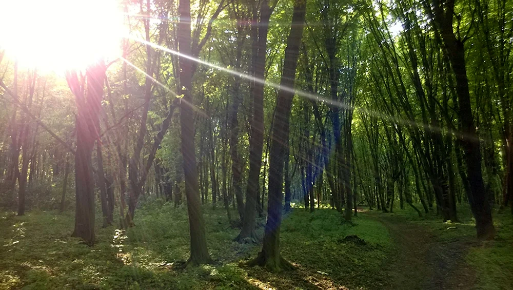 Дождь в лесу