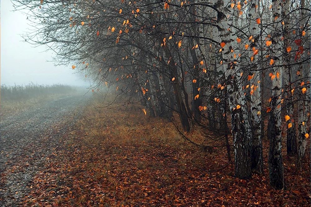 Дождь в осеннем лесу