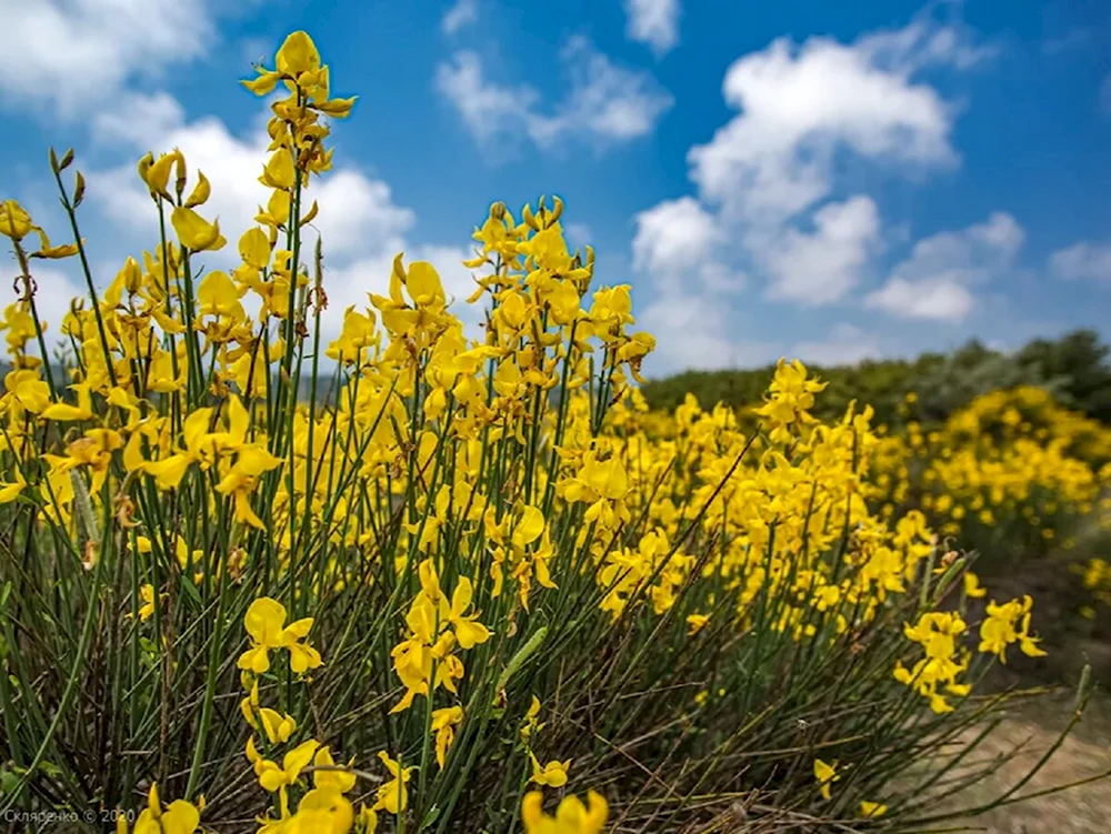 Дрок красильный Genista tinctoria