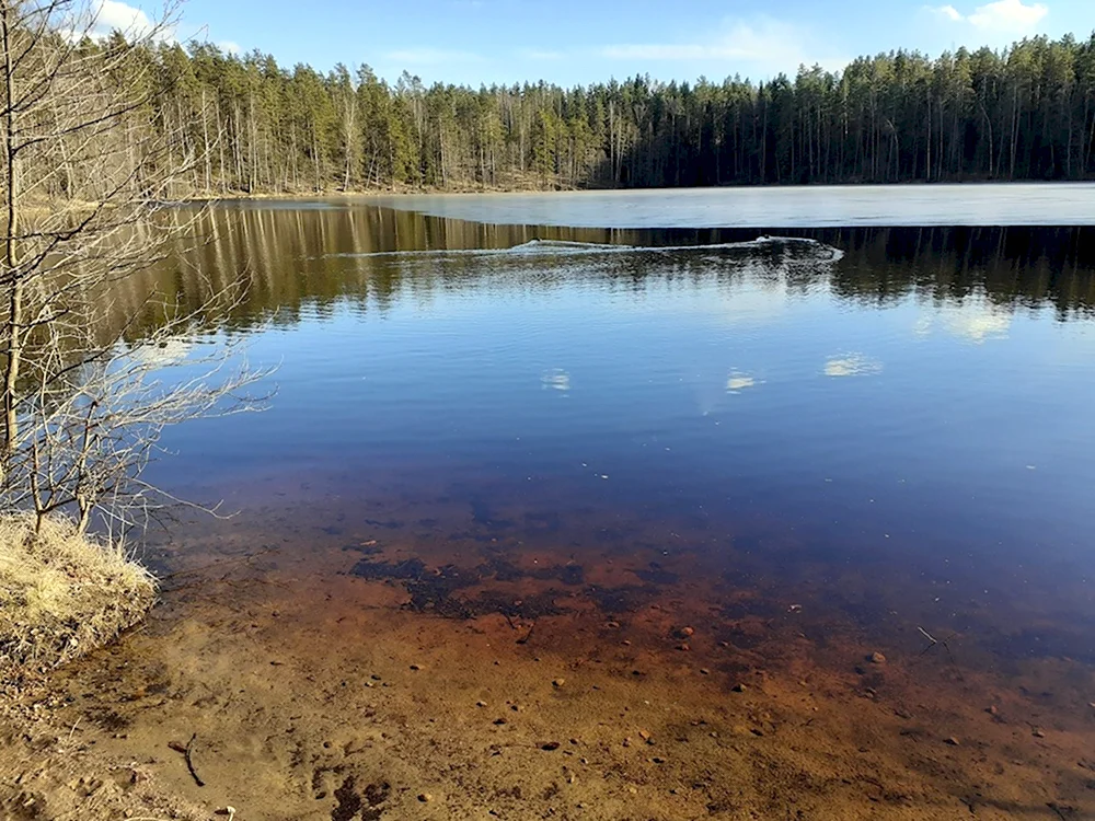 Дружинное озеро Зеленогорск