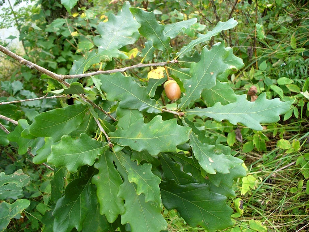 Дуб черешчатый Quercus Robur