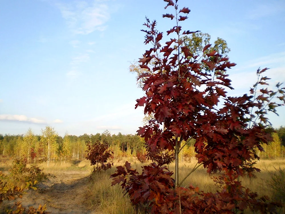 Дуб красный Quercus rubra