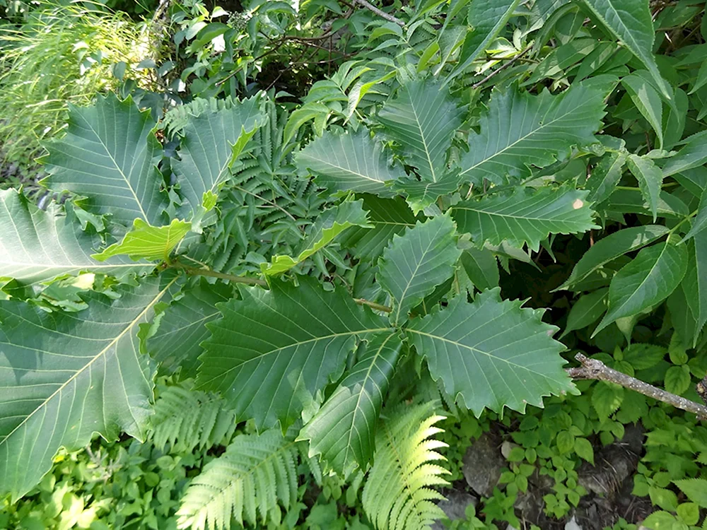 Дуб курчавый - Quercus crispula