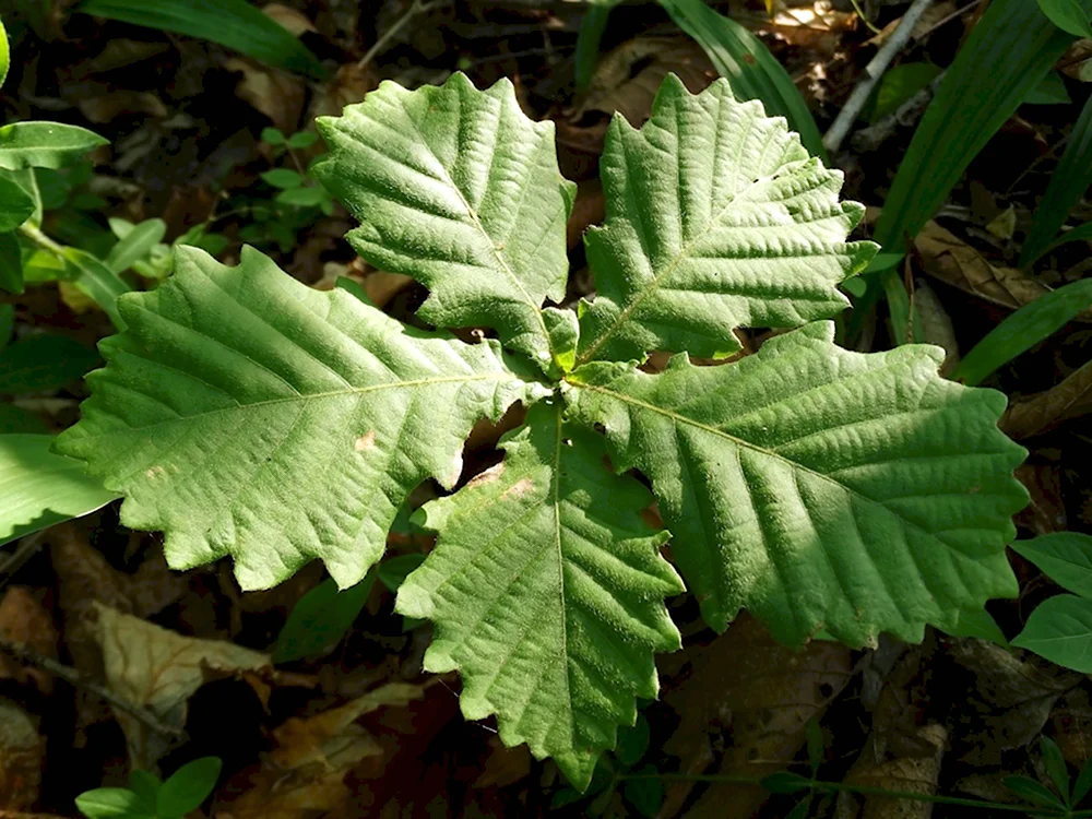 Дуб монгольский Quercus mongolica Fisch. Ex Ledeb