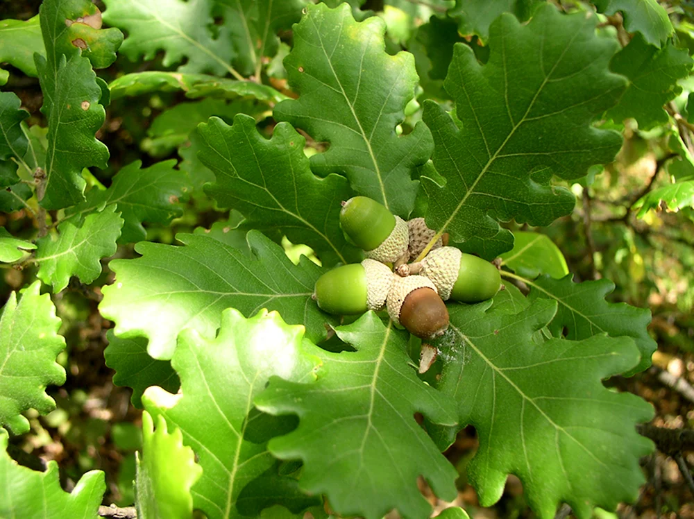 Дуб пушистый Quercus pubescens