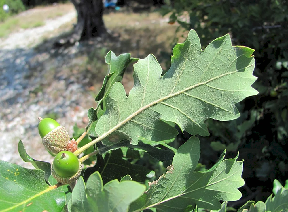 Дуб пушистый Quercus pubescens