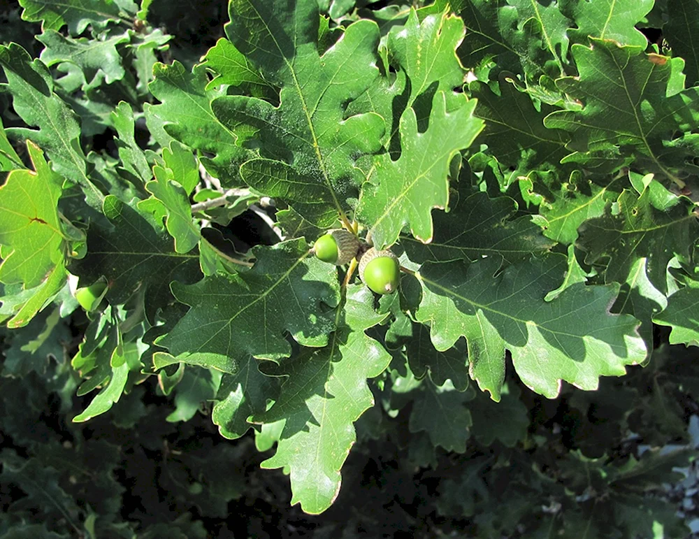 Дуб пушистый Quercus pubescens