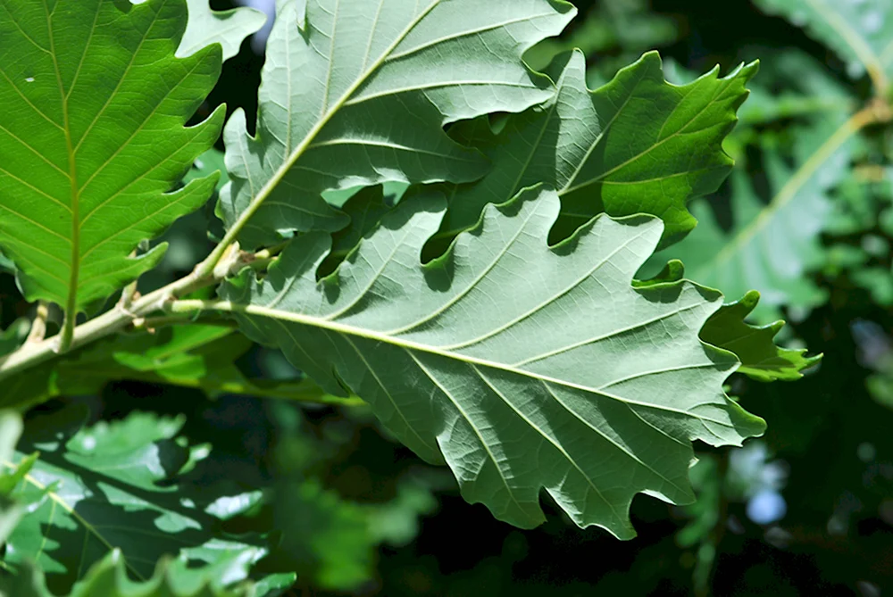 Дуб Quercus Alba