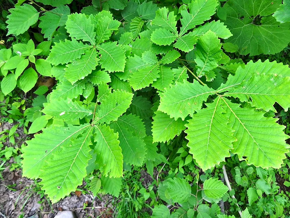 Дуб зубчатый Quercus dentata